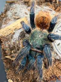 Green Bottle Blue Tarantula, Chromatopelma cyaneopubescens, image 3