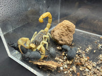 Giant Desert Hairy Scorpion and Blue Death Feigning Beetles together on dry desert substrate