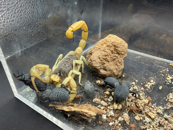 Giant Desert Hairy Scorpion and Blue Death Feigning Beetles together on dry desert substrate
