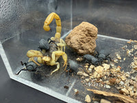 The desert pack in an arid setup, scorpion alongside the blue beetles