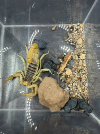 Giant Desert Hairy Scorpion (Hadrurus arizonensis) and Blue Death Feigning Beetles sharing dry substrate and cholla wood
