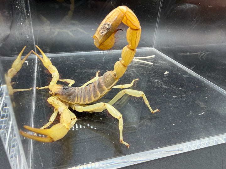 Giant Desert Hairy Scorpion, Hadrurus arizonensis, image 2