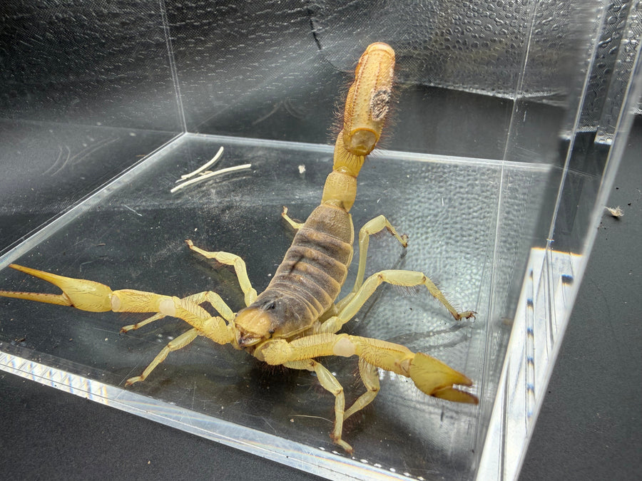 Giant Desert Hairy Scorpion, Hadrurus arizonensis