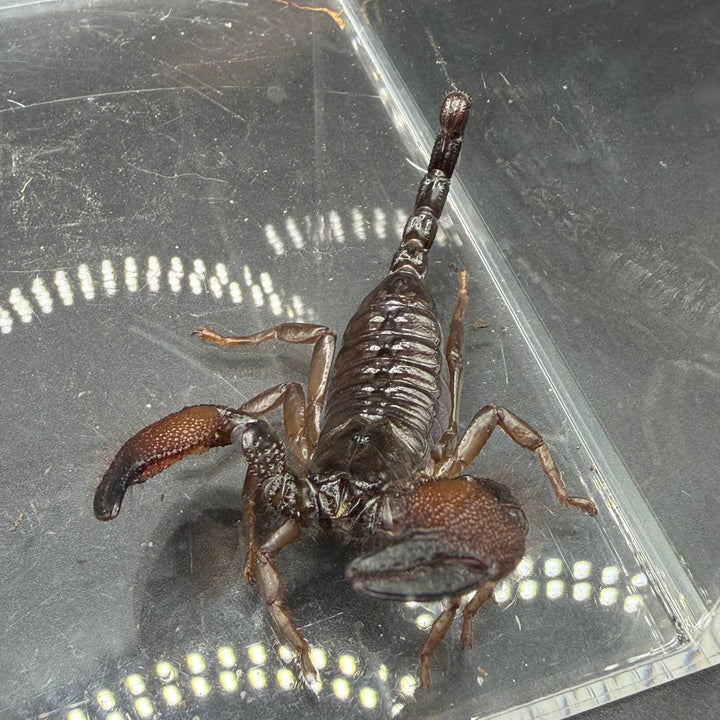 Gold Claw Scorpion, Pandinurus exitialis, image 2