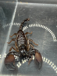 Gold Claw Scorpion, Pandinurus exitialis, image 3