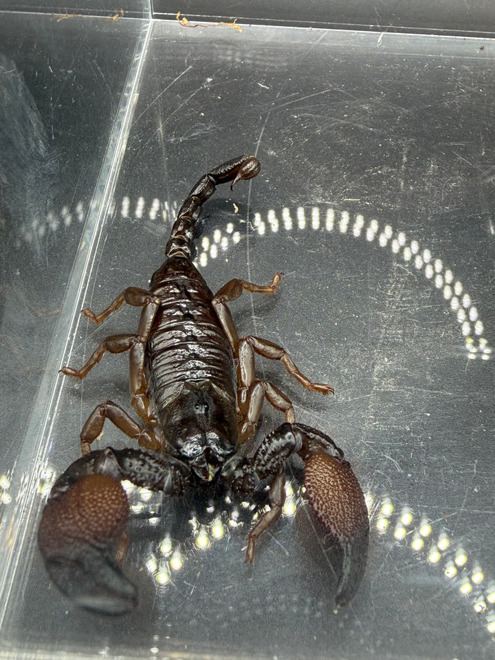 Gold Claw Scorpion, Pandinurus exitialis, image 3