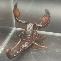 Gold Claw Scorpion, Pandinurus exitialis, image 4