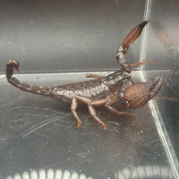 Gold Claw Scorpion, Pandinurus exitialis, image 5