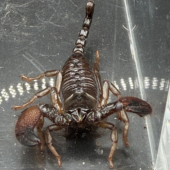 Gold Claw Scorpion, Pandinurus exitialis