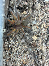 Highveld Baboon Tarantulas (Harpactira spp.)