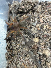 Golden Blue Leg Baboon Tarantula (Harpactira pulchripes)