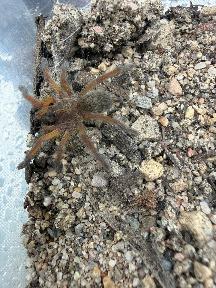 Golden Blue Leg Baboon Tarantula (Harpactira pulchripes)