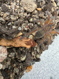 Golden Blue Leg Baboon Tarantula (Harpactira pulchripes)