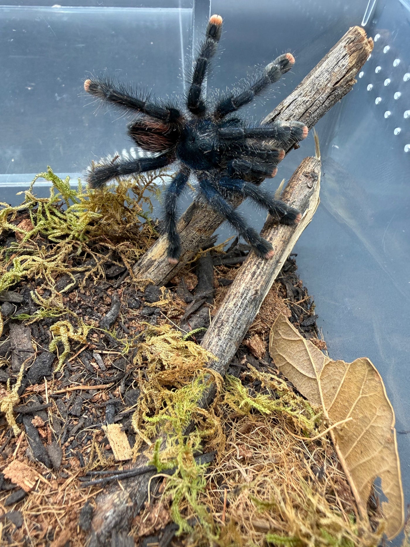 Guyana Pink Toe Tarantula, Avicularia avicularia, image 2