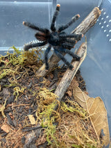 Guyana Pink Toe Tarantula (Avicularia avicularia)