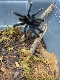 Guyana Pink Toe Tarantula, Avicularia avicularia, image 2