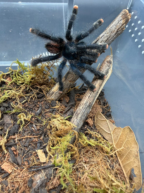 Guyana Pink Toe Tarantula, Avicularia avicularia, image 2