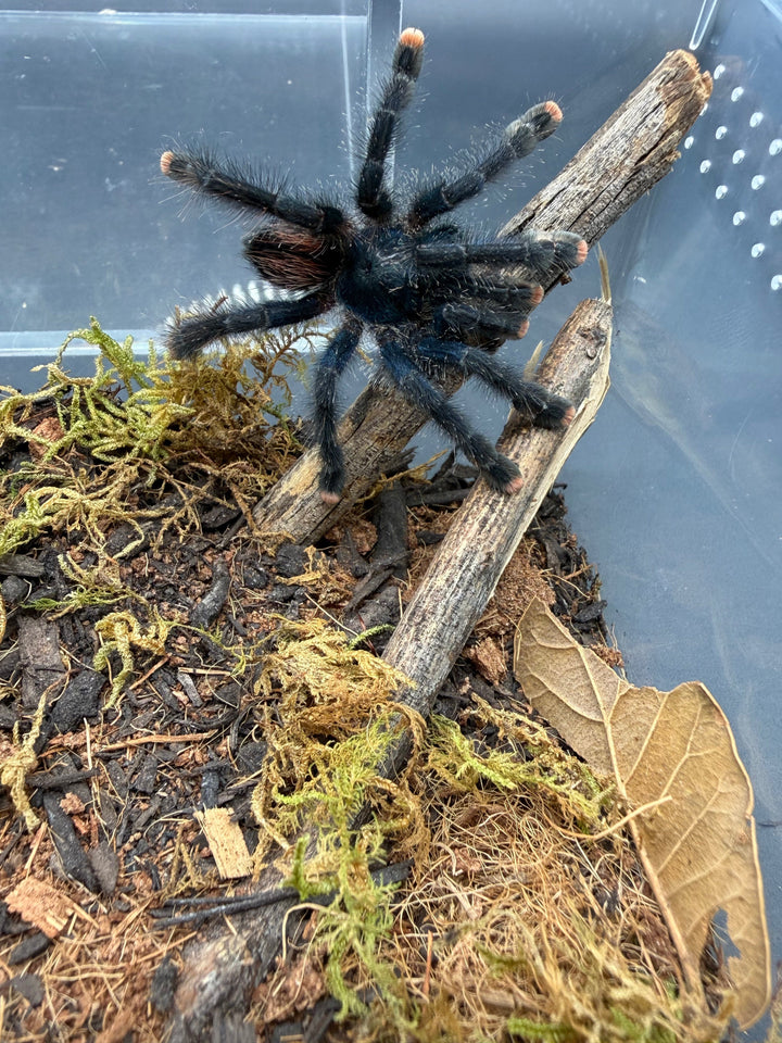 Guyana Pink Toe Tarantula, Avicularia avicularia, image 2