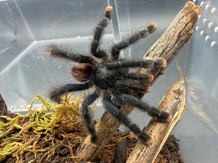 Guyana Pink Toe Tarantula, Avicularia avicularia