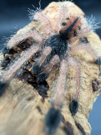 Guyana Pink Toe Tarantula (Avicularia avicularia) sling, front view close up