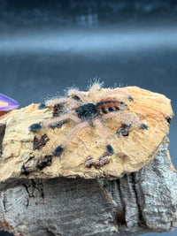 Guyana Pink Toe Tarantula (Avicularia avicularia) sling, side view