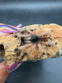 Guyana Pink Toe Tarantula (Avicularia avicularia) sling, top view