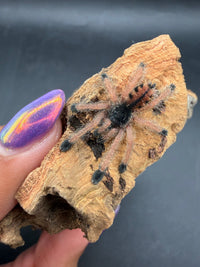 Guyana Pink Toe Tarantula (Avicularia avicularia) sling, top view second angle
