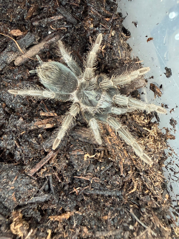 Haitian Brown Tarantula (Phormictopus cancerides), image 1