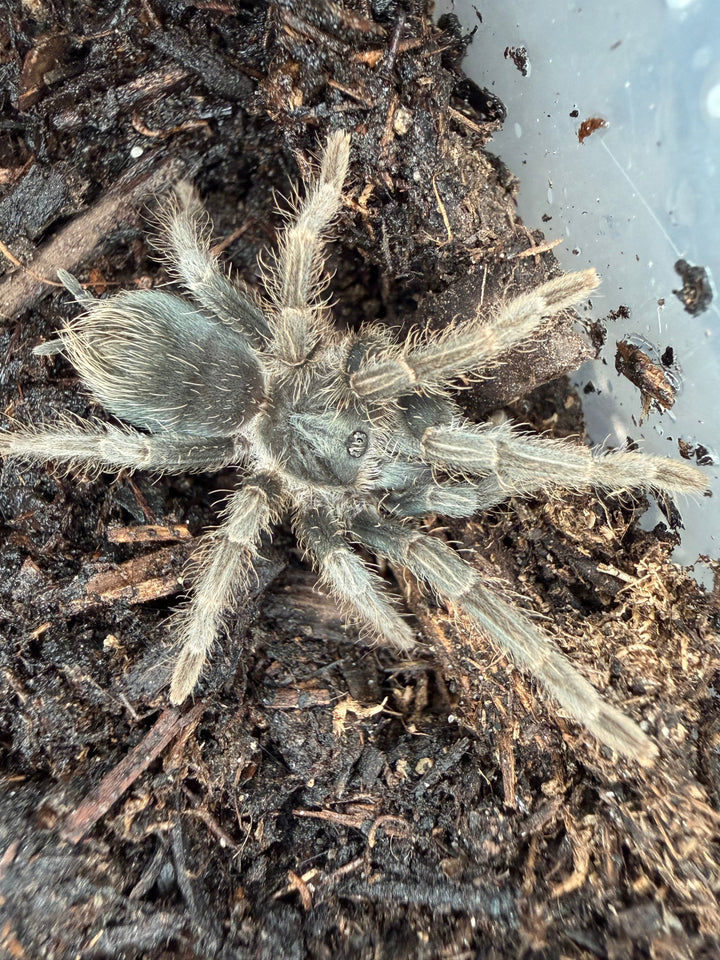 Haitian Brown Tarantula (Phormictopus cancerides), image 2