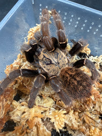 Ho Chi Minh Earth Tiger Tarantula (Ornithoctoninae sp. "Ho Chi Minh"), overhead view of patterned carapace and abdomen