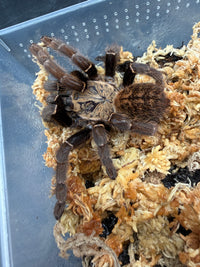 Ho Chi Minh Earth Tiger Tarantula (Ornithoctoninae sp. "Ho Chi Minh"), brown patterned body and dark legs on moss
