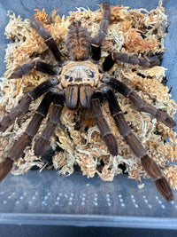 Ho Chi Minh Earth Tiger Tarantula (Ornithoctoninae sp. "Ho Chi Minh"), front view with legs spread on moss