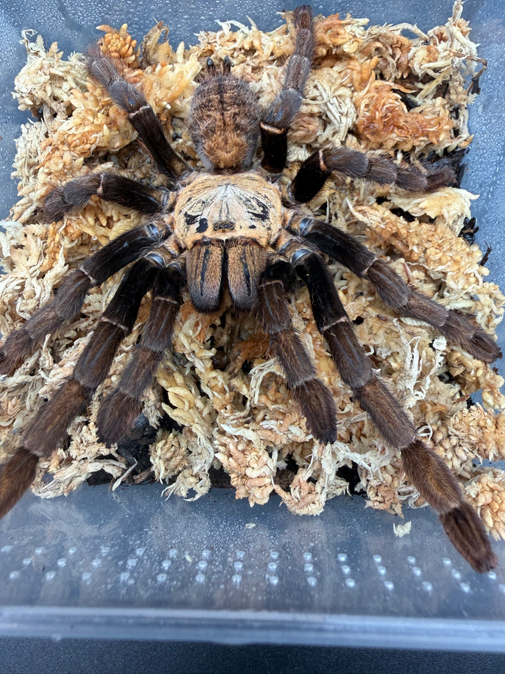 Ho Chi Minh Earth Tiger Tarantula (Ornithoctoninae sp. "Ho Chi Minh"), front view with legs spread on moss