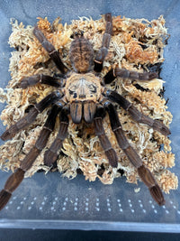 Ho Chi Minh Earth Tiger Tarantula (Ornithoctoninae sp. "Ho Chi Minh"), overhead view with legs spread on moss