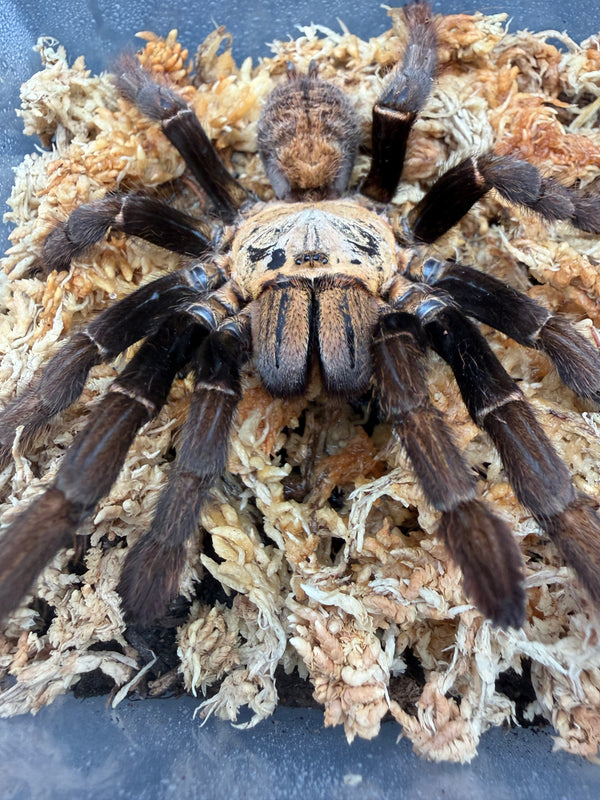 Ho Chi Minh Earth Tiger Tarantula (Ornithoctoninae sp. "Ho Chi Minh"), close-up of its patterned carapace
