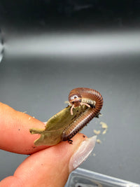 Hothouse White Leg Millipede, Leptogoniulus sorornus, image 2