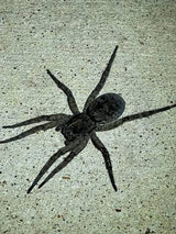 Vantablack Wolf Spider (Tigrosa helluo) - 3/4-1 in