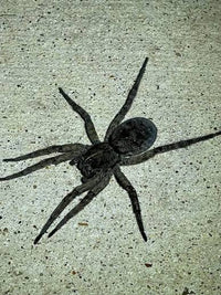 Vantablack Wolf Spider (Tigrosa helluo) - 3/4-1 in