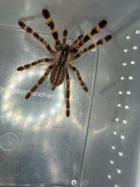 Indian Ornamental Tarantula (Poecilotheria regalis), image 1