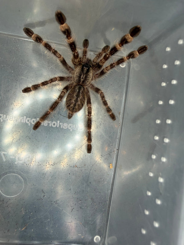 Indian Ornamental Tarantula (Poecilotheria regalis), image 1