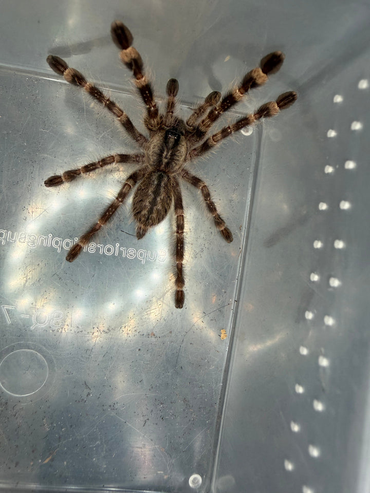 Indian Ornamental Tarantula (Poecilotheria regalis), image 1