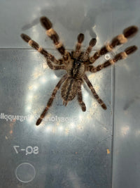 Indian Ornamental Tarantula (Poecilotheria regalis), image 2