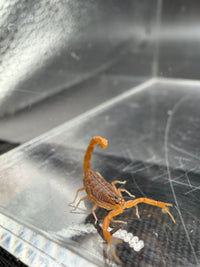 Indian Red Scorpion, Hottentotta tamulus, image 2