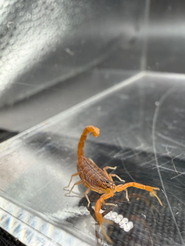 Indian Red Scorpion, Hottentotta tamulus, image 2