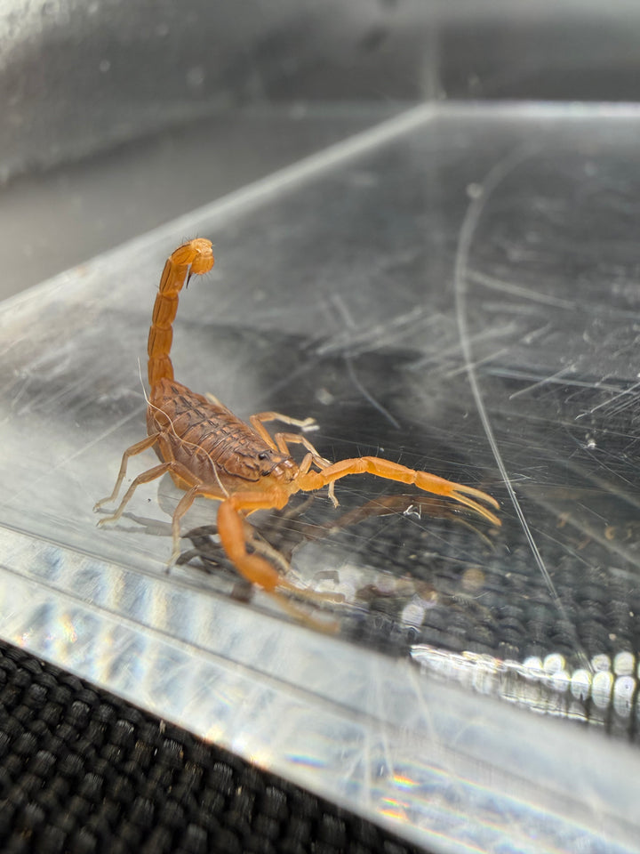 Indian Red Scorpion, Hottentotta tamulus, image 3