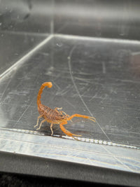 Indian Red Scorpion, Hottentotta tamulus, image 4
