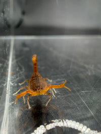 Indian Red Scorpion, Hottentotta tamulus