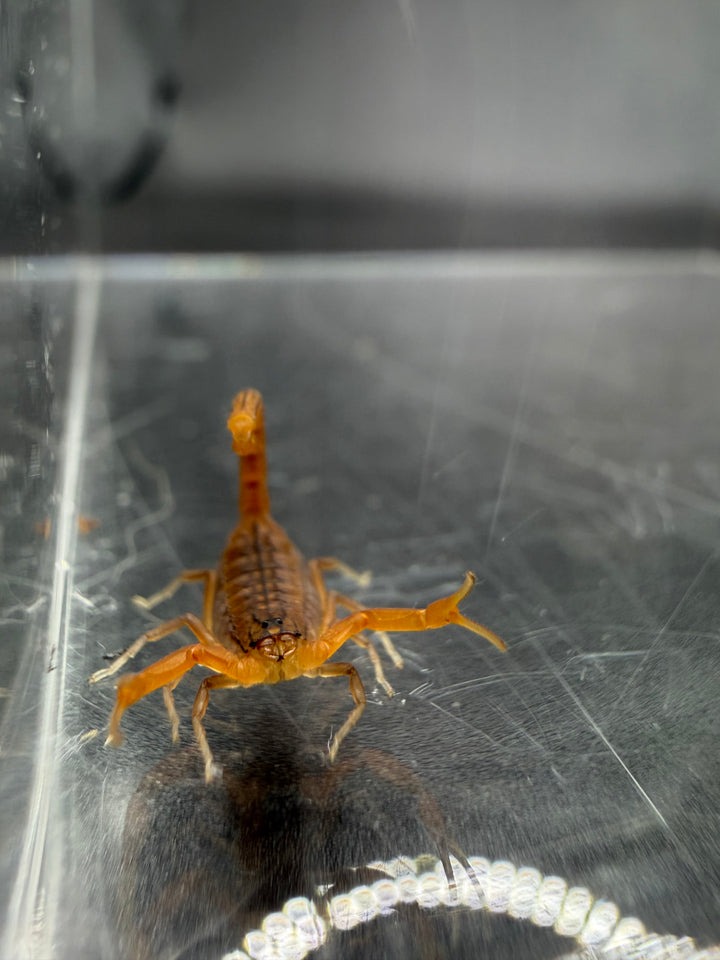 Indian Red Scorpion, Hottentotta tamulus