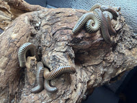 Group of Ivory Millipedes (Chicobolus spinigerus) clustered on cork bark, sold as a 10 count lot