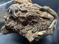 Ten Ivory Millipedes (Chicobolus spinigerus) spread across a cork bark hide
